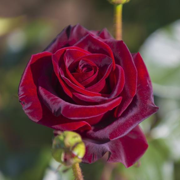 Roses Nursery Melbourne Rose Plants Delivery Melbourne All Green